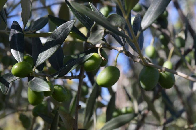 Olive Sordi Giuseppe